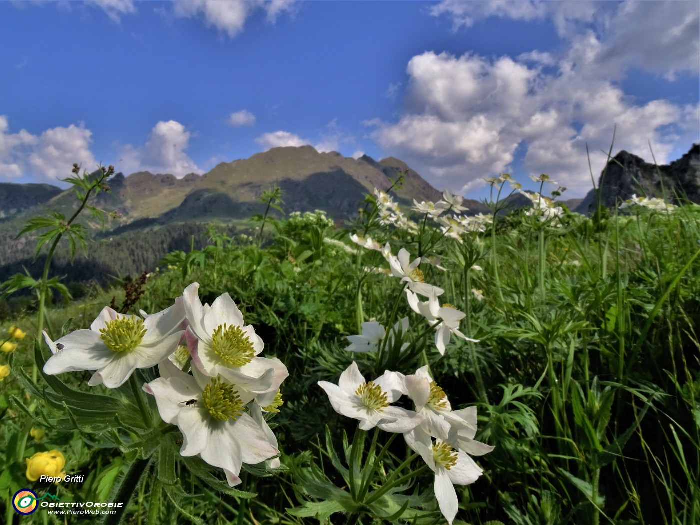 32 Anemonastrum narcissiflorum (Anemone narcissino) con vista sul Monte Spondone a sx e Corno Branchino a dx.JPG